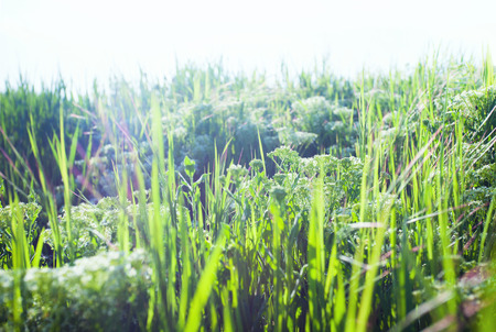 Beautiful wild meadow with  green grass and small white flowers. Fresh background for wedding album, spring greeting cards and invitations, perfect for blog posts, social networks and decorの写真素材