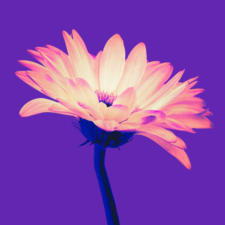 Trendy colored bright orange gerbera flower isolated on a purple background with clipping path. Closeup. Vaporwave, retrovawe, neon colorsの写真素材