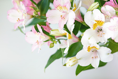 Closeup of spring pink alstroemeria flowers with soft focused green leaves on white backgroundの写真素材