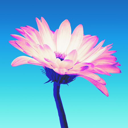 Neon colored pink and white gerbera flower isolated on a turquoise gradient background with clipping path. Closeup. Vaporwave, retrovawe, neon colorsの写真素材