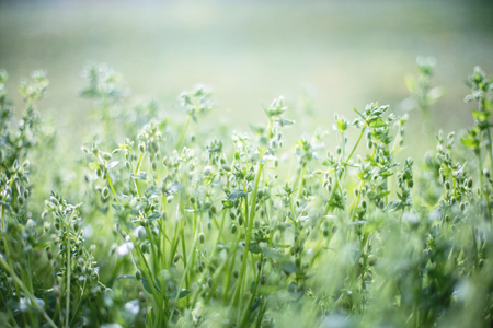 Closeup of wild meadow with green grass and small buds . Fresh background for wedding album, spring greeting cards and invitations, perfect for blog post, social networks and decorの写真素材