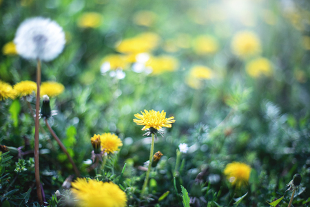 Close up of green field with yellow dandelions in bright morning light. Spring flowers background. Soft focus.の写真素材