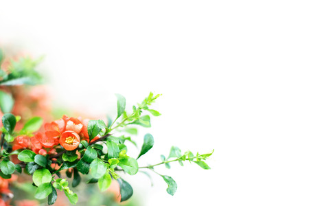 Bright flowering Japanese quince or Chaenomeles japonica. Branch covered with lot of red flowers on...