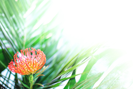 Bright red tropical flower among fresh palm leaves on white background with copy space for text. Close up, isolated.の写真素材