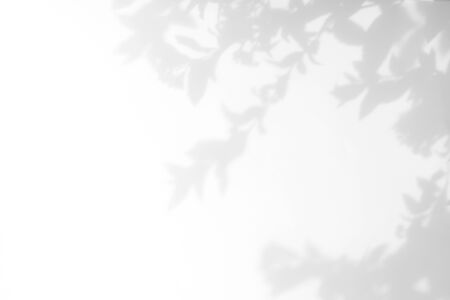 Gray shadow of the leaves on a white wall. Abstract neutral nature concept background. Space for...