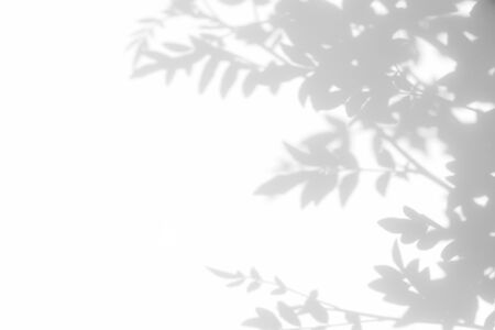 Gray shadow of the leaves on a white wall. Abstract neutral nature concept background. Space for text.の写真素材