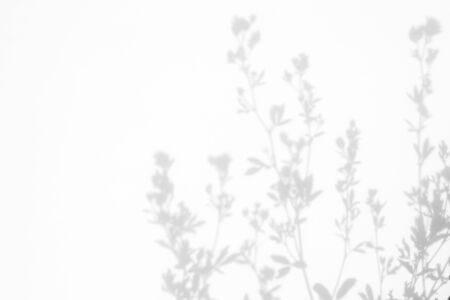 Gray shadows of the flowers and delicate grass on a white wall. Abstract neutral nature concept background. Space for text.の写真素材