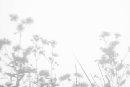 Gray shadows of the flowers and delicate grass on a white wall. Abstract neutral nature concept...