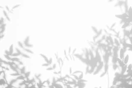 Gray shadow of the leaves on a white wall. Abstract neutral nature concept background. Space for...