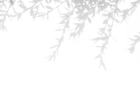 Gray shadow of the tree leaves on a white wall. Abstract neutral nature concept blurred background....