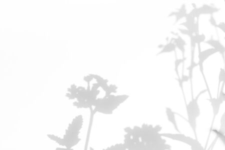 Gray shadows of the flowers on a white wall. Abstract neutral nature concept background. Space for text. Blurred, defocused.の写真素材