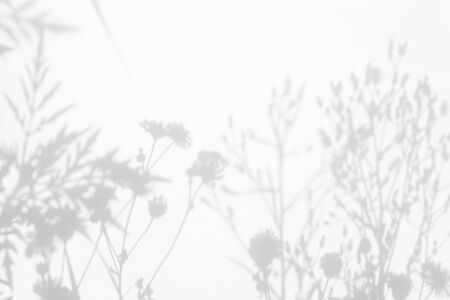 Gray shadows of the flowers on a white wall. Abstract neutral nature concept background. Space for text. Blurred, defocused.の写真素材