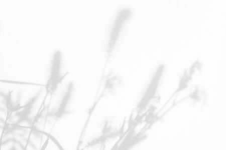 Gray shadows of the flowers on a white wall. Abstract neutral nature concept background. Space for text. Blurred, defocused.の写真素材