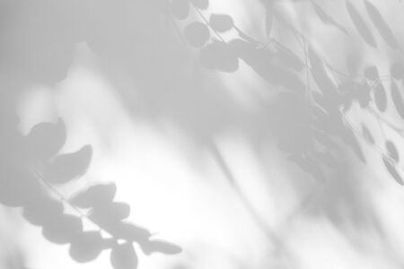 Gray shadow of the leaves on a white wall. Abstract neutral nature concept background. Space for...