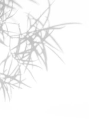 Overlay effect for photo. Gray shadow of the leaves on a white wall. Abstract neutral nature concept...
