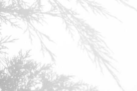 Gray shadow of juniper needles on a white wall. Abstract neutral nature concept background. Space for text.の写真素材