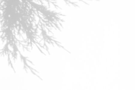 Gray shadow of juniper needles on a white wall. Abstract neutral nature concept background. Space for text.の写真素材