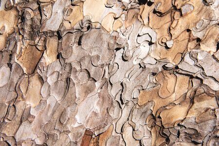 Close-up of grunge textured old pine tree bark texture. Abstract nature background for design, decor...