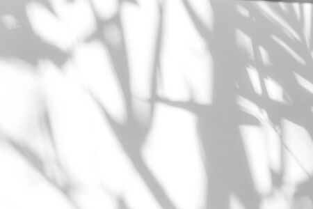 Overlay effect for photo. Gray shadow of the leaves on a white wall. Abstract neutral nature concept...