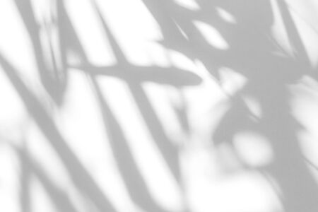 Overlay effect for photo. Gray shadow of the leaves on a white wall. Abstract neutral nature concept blurred background. Dappled light.の写真素材