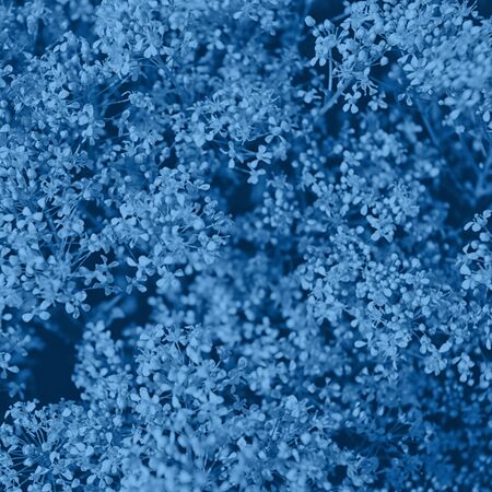 Close up of beautiful small blue colored flowers. Fresh trendy romantic background. Color trend...