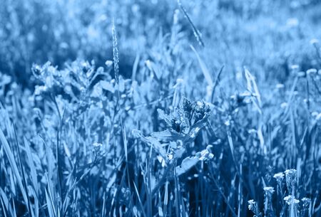 Trendy blue colored beautiful wild meadow with grass and wild flowers. Fresh trendy natural background. Color trend concept 2020の写真素材