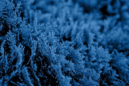 Closeup of Beautiful blue christmas leaves of Thuja trees on black background. Color trend concept 2020.の写真素材