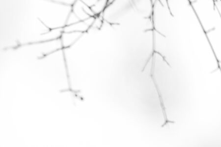 Overlay effect for photo. Gray shadows of the tree brunches on a white wall. Abstract neutral nature...