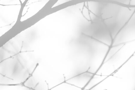 Overlay effect for photo. Gray shadows of the tree brunches on a white wall. Abstract neutral nature concept backgroundの写真素材