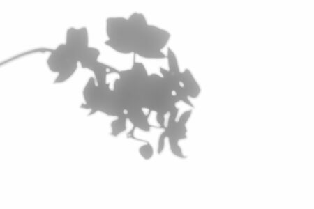 Overlay effect for photo. Gray shadows of the orchid flower twig and leaves on a white wall....