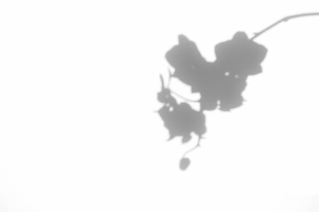 胡蝶蘭の写真 イラスト素材一覧 73 242件 ストックフォトのamanaimages Plus