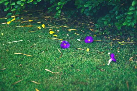 Fresh tropical green leaves and purple flowers lying on grass. Natural lush greenery background. Exotic green tropic forest. Abstract summer backdrop.の写真素材
