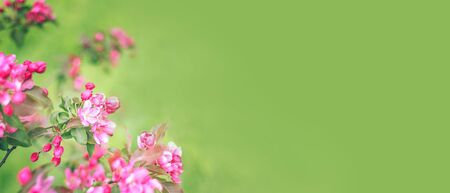 Banner with flowering apple tree branch covered with lot of bright pink flowers on blurred green...