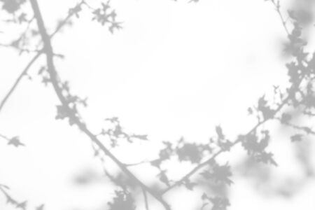 Overlay effect for photo. Gray shadows of cherry tree blooming branches on a white wall. Abstract...