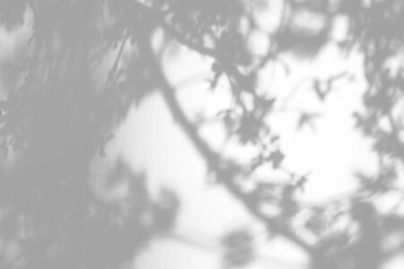 Overlay effect for photo. Gray shadows of cherry tree blooming branches on a white wall. Abstract...