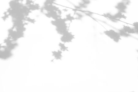 Overlay effect for photo. Gray shadows of cherry tree blooming branches on a white wall. Abstract...