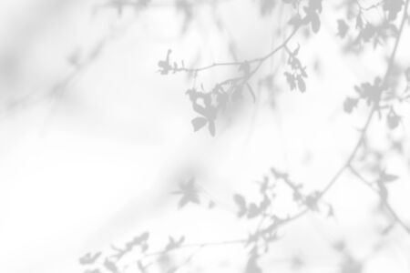 Overlay effect for photo. Gray shadows of cherry tree blooming branches on a white wall. Abstract neutral nature concept background for design presentationの写真素材