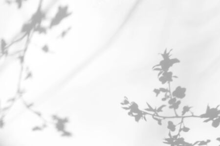 Overlay effect for photo. Gray shadows of cherry tree blooming branches on a white wall. Abstract...