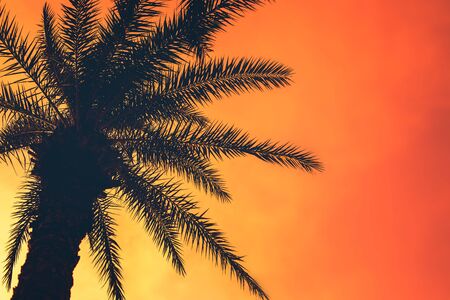 Golden tropical sunset with dark silhouette of coconut palm tree. Trendy vintage toned summer travel...