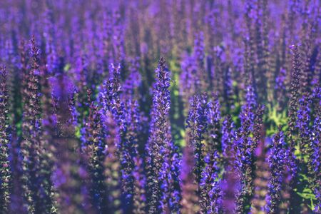 Close up of purple decorative sage flowers field. Beautiful summer garden violet floral bloom background. Salvia Bumbleberry, Woodland Sage. Selective focus.の写真素材