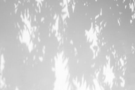 Blurred overlay effect for for natural light photo effects. Gray shadows of tree branches on a white...