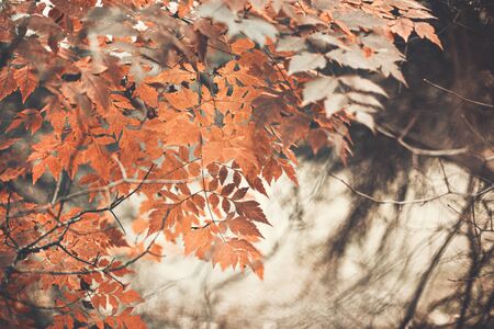 autumn scene with orange leaves and blurred brown branchesの写真素材
