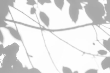 Blurred overlay effect for for natural light photo effects. Gray shadows of cherry tree branches with cherries on a white wall. Abstract neutral nature concept background for design presentation. の写真素材