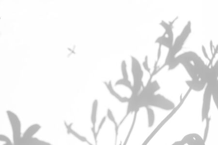 Blurred overlay effect for for natural light photo effects. Gray shadows of the lily flowers on a...
