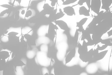 Blurred overlay effect for for natural light photo effects. Gray shadows of cherry tree branches...