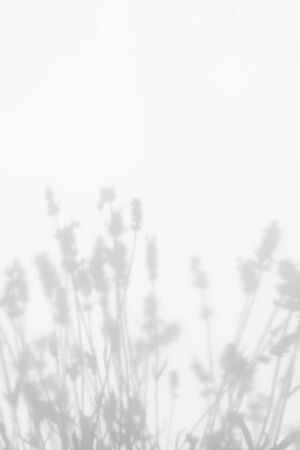 Blurred overlay effect for for natural light photo effects. Gray shadows of lavender flowers on a white wall. Abstract neutral nature concept background. Space for text.の写真素材