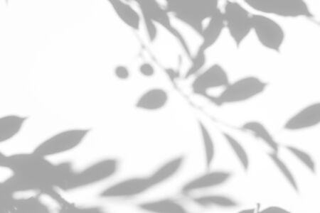 Blurred overlay effect for for natural light photo effects. Gray shadows of cherry tree branches...