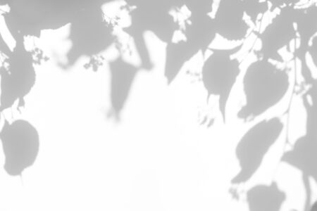 Blurred overlay effect for for natural light photo effects. Gray shadows of linden tree blooming...