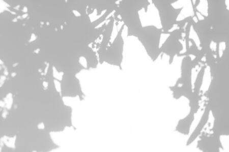 Blurred overlay effect for for natural light photo effects. Gray shadows of linden tree blooming...