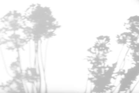 Blurred overlay effect for for natural light photo effects. Gray shadows of wild allium flowers on a white wall. Abstract neutral nature concept background. Space for text.の写真素材